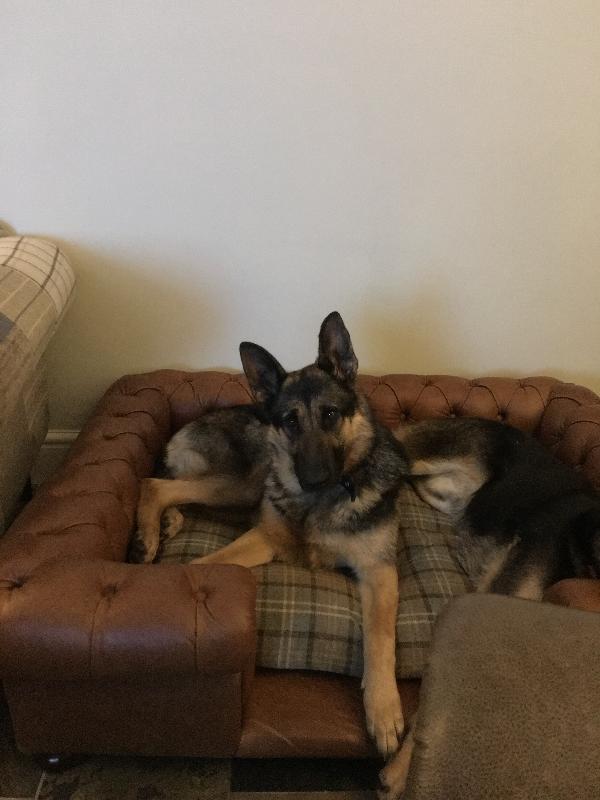 Fab quality , fab dog bed , dogs love it 💕
