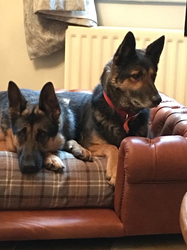 Fab quality , fab dog bed , dogs love it 💕