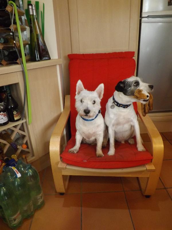A houseful of pets hooked on Webbox Treats