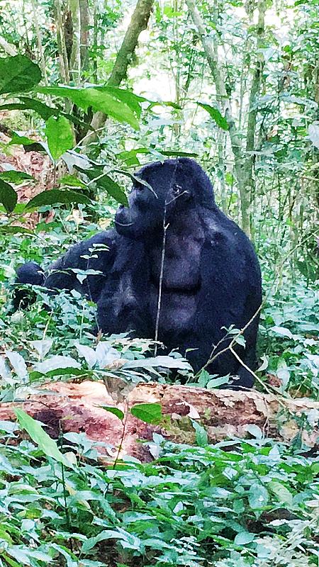 Our holiday was 2 weeks starting with trekking the gorillas in Uganda follo...