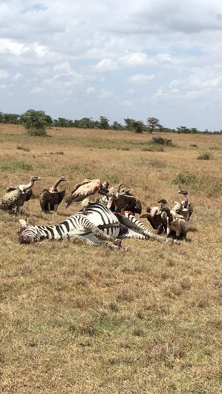 Our holiday was 2 weeks starting with trekking the gorillas in Uganda follo...