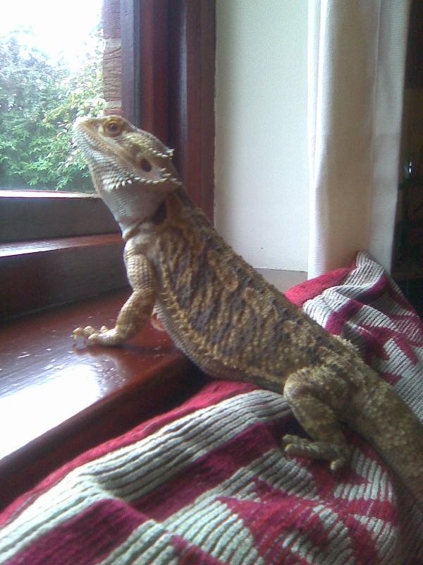 For Beardeddragon treatments