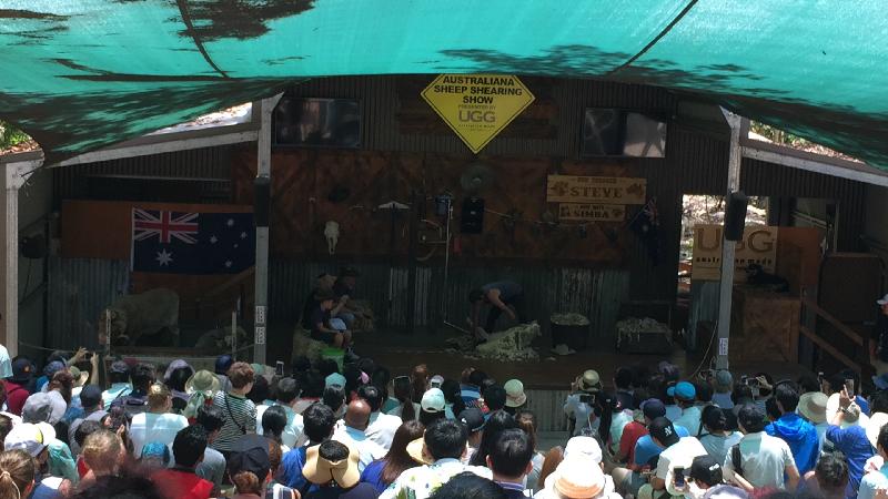 The Australians show was a hit with my grandsons