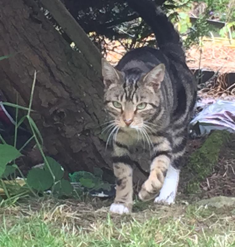 Any way to raise money for the Big Cat sanctuary is good . Couldn't be easi...