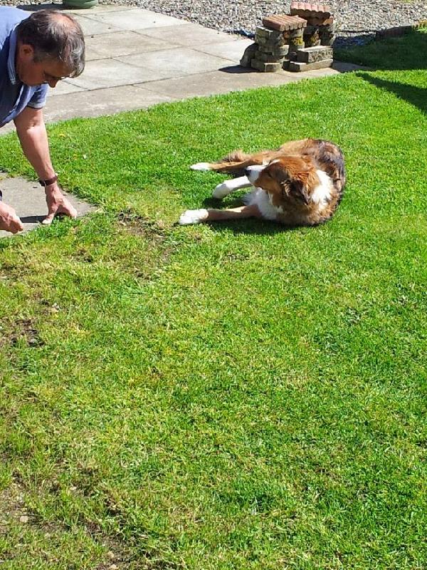My dog loves his new food, shall be ordering more very soon.  There will be...