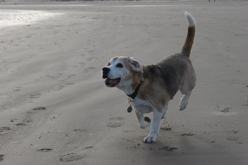 My almost 15 year old Beagle has been on your Scottish salmon and sweet pot...