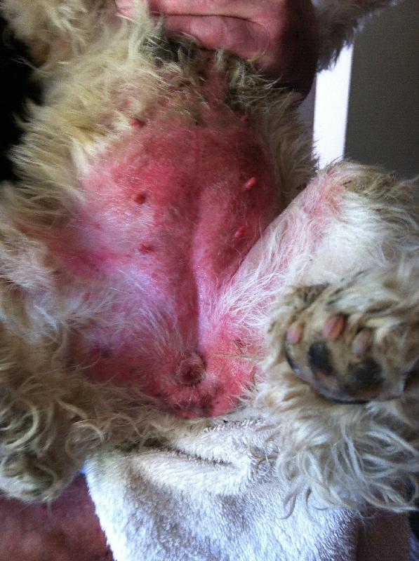 Simply the best pet insurance provider on the market