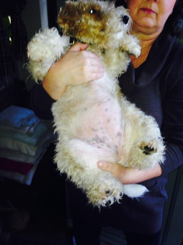 Simply the best pet insurance provider on the market