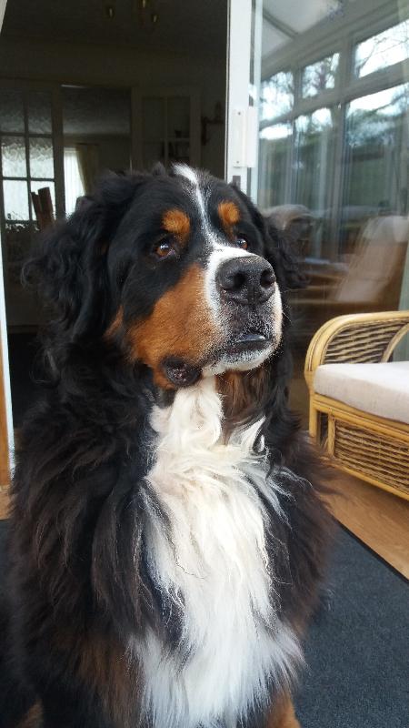 Best pet insurer i've dealt with