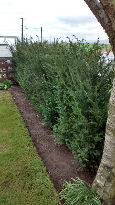 Rootball Yew trees to Scotland.