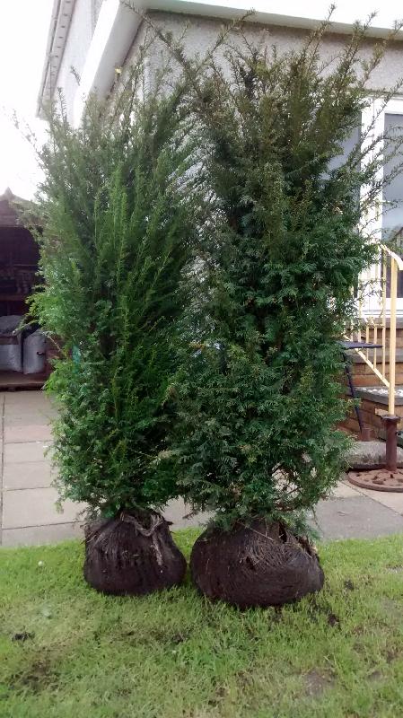 Rootball Yew trees to Scotland.