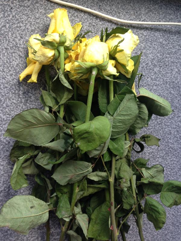 Flowers died straight away