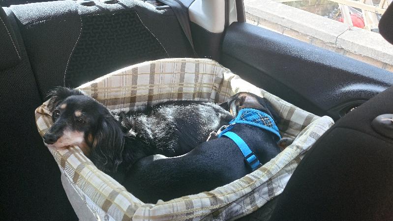 Perfect for 2 dachshunds