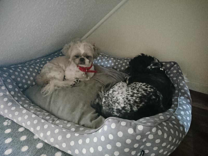Love them my dogs have never looked so good, quick and easy best ever!