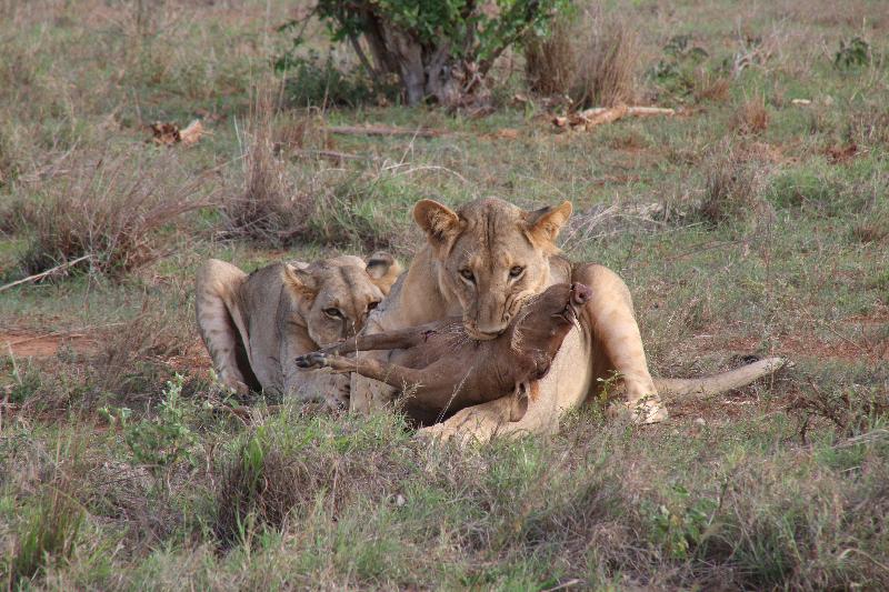 Our 2nd trip with Tourdust - Kenya Beach & Safari