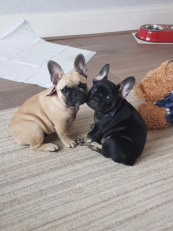 5* pet insurance at exeptional value