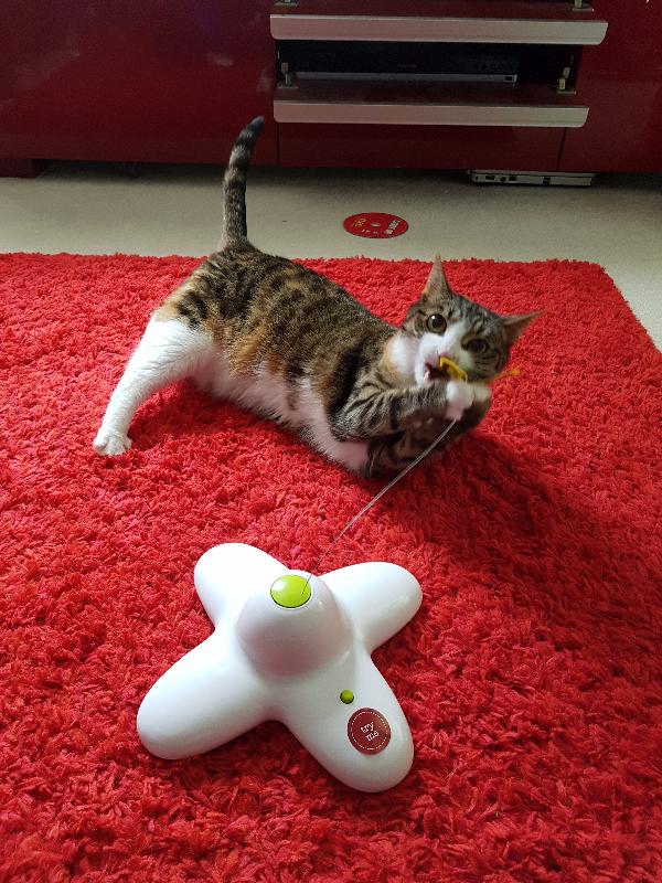 Purrrfect