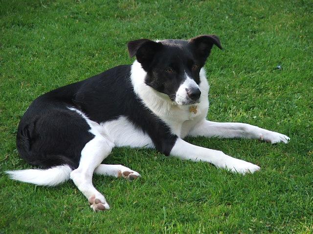 Tail wagging happy