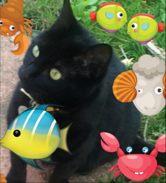 Healthy Pets are great and I would recommend to every pet owner