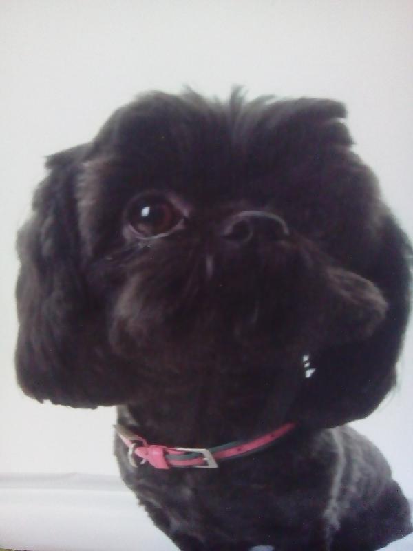 pet health care
