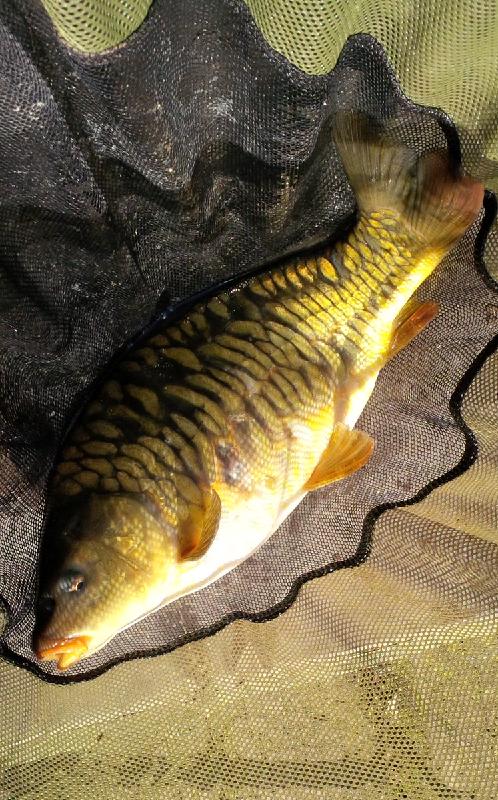 Will recommend to other Anglers.