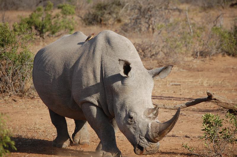 Best way to see Africa