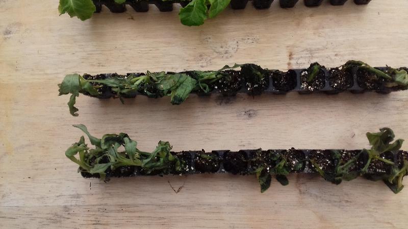 Dissatisfied with one set of plants replacementso promised