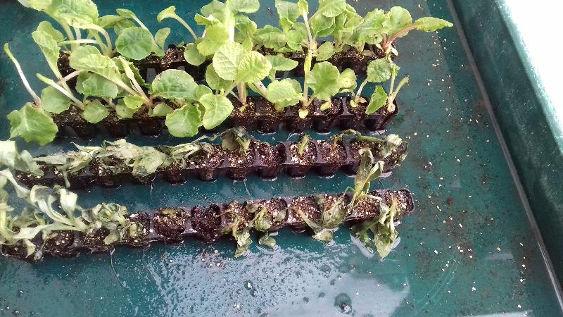 Dissatisfied with one set of plants replacementso promised