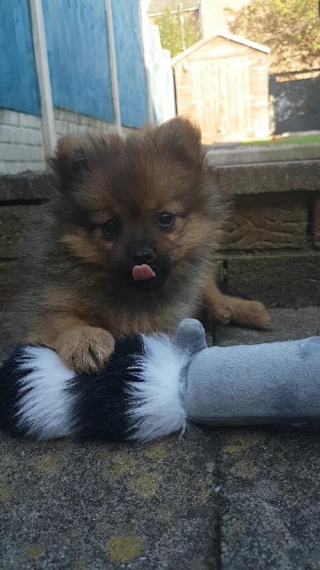 Puppy loved it
