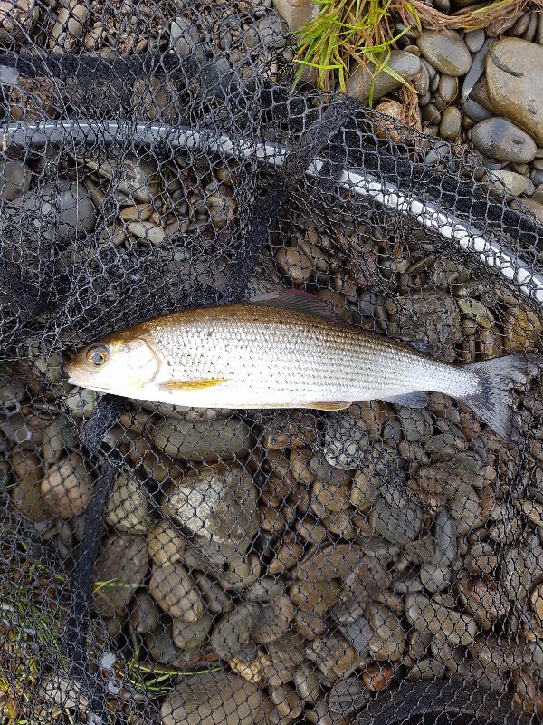 Excellent Service and Rod
