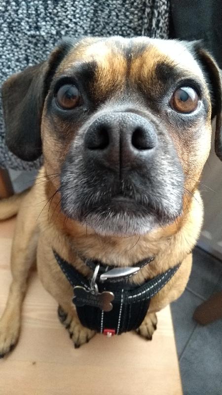 Loki loved the treats!