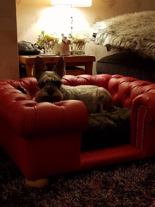 It is beautiful and my pampered pooch loves it