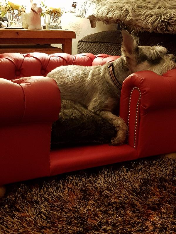 It is beautiful and my pampered pooch loves it