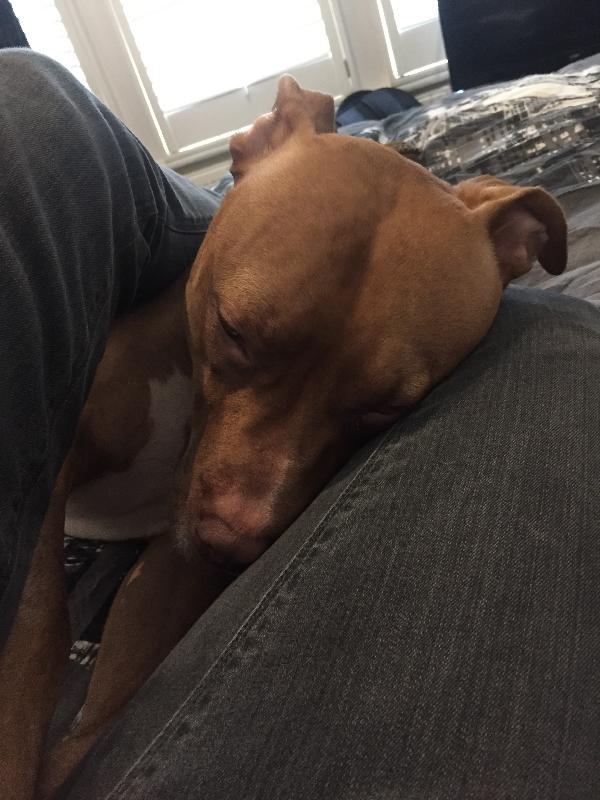 One chilled dog
