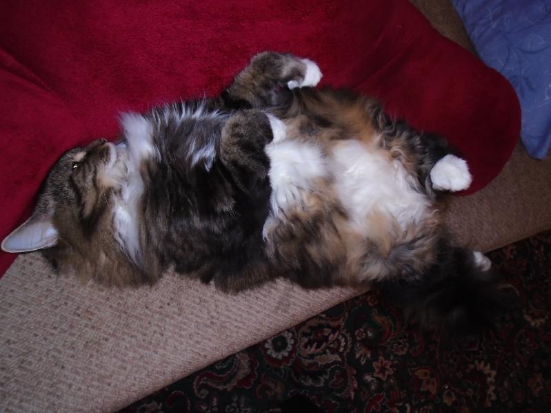 Competitive prices, quick delivery, wide range for pets with special needs.