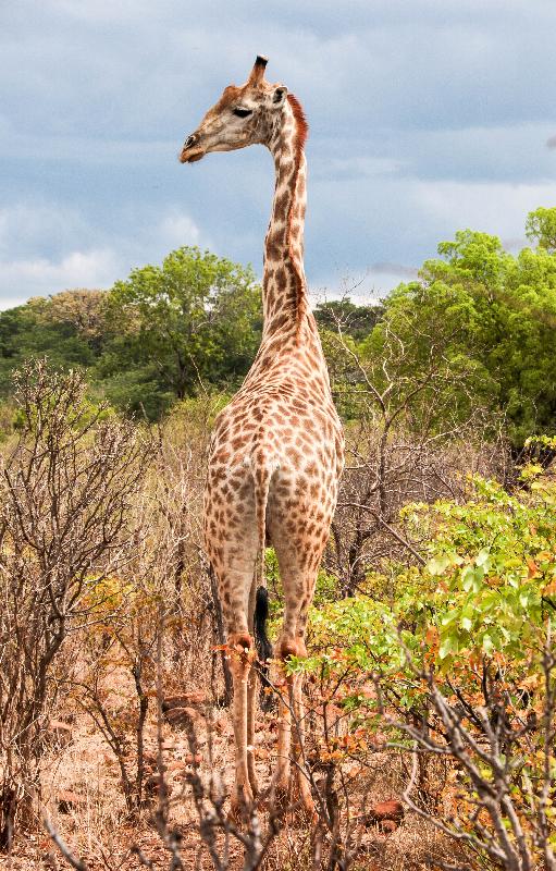 Love safariFRANK, can 't wait to do it all again :)