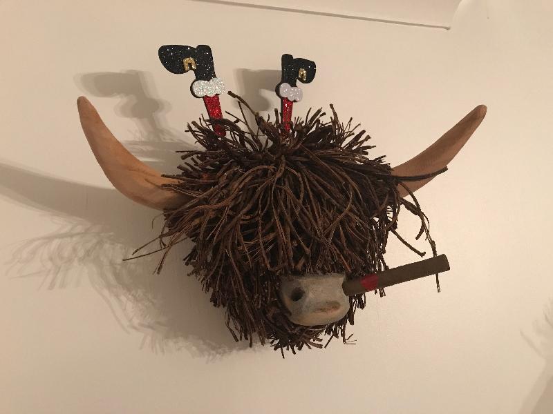 Highland coo
