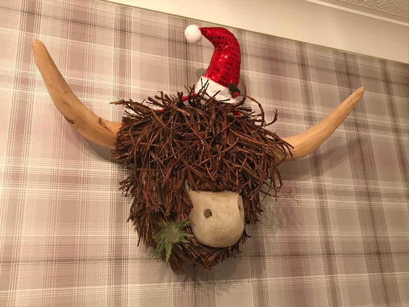 Highland coo