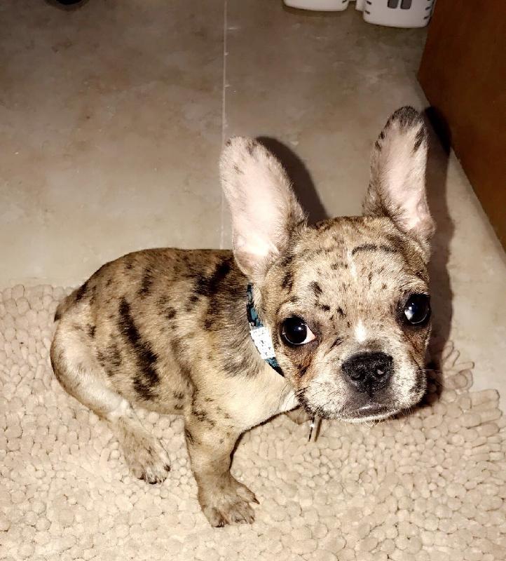 So happy I went with Puppy Buddy!