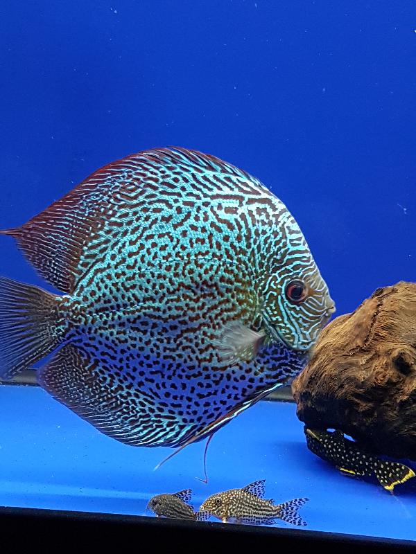 The only place to buy stendker discus in the uk !