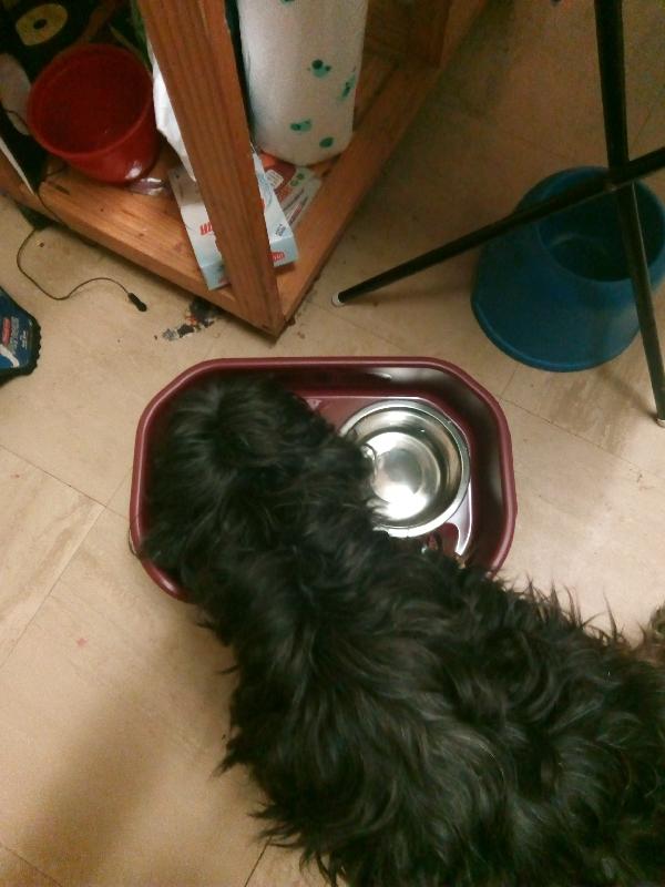 Desmond delighted with laughing dog food