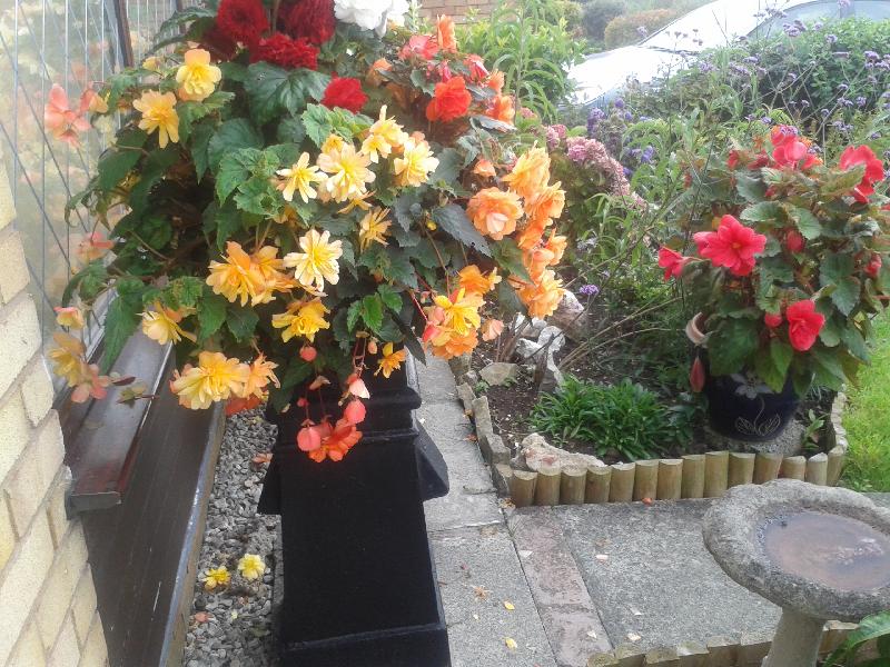 If my plants keep on growing like these Fabulous