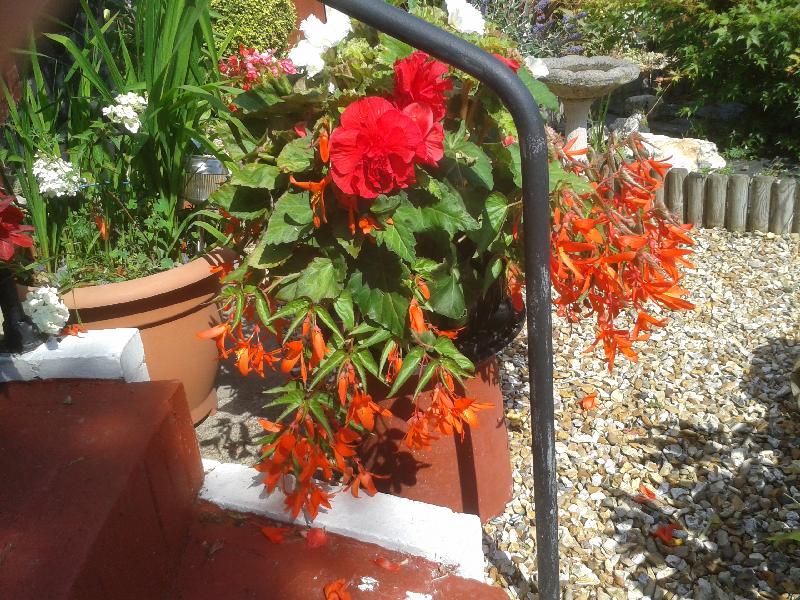 If my plants keep on growing like these Fabulous