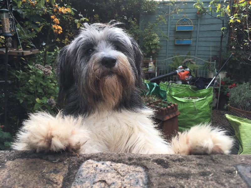 Good service and a paws-up from Hattie!