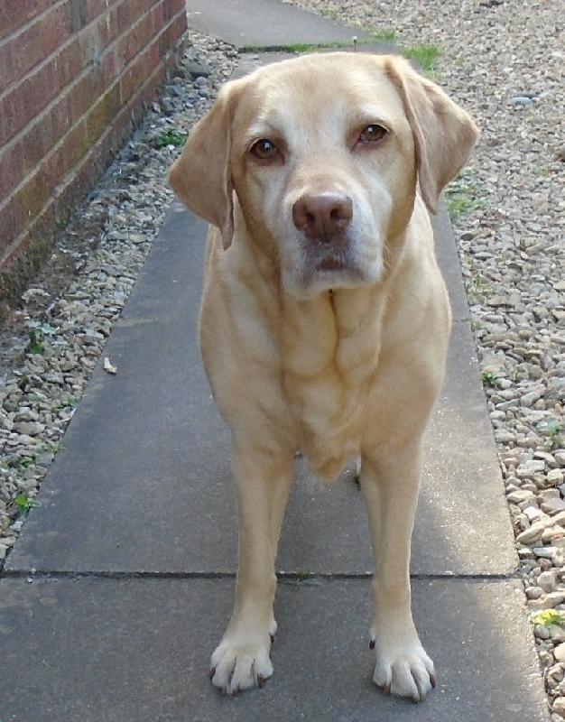 Flexijoints Plus from Healthspan keep my dog's joints healthy