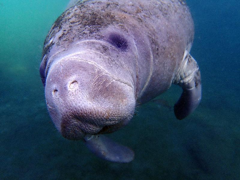 A fantastic day floating with manatees!