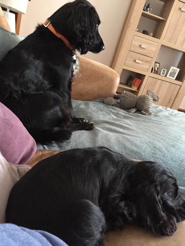 Great pet insurance!