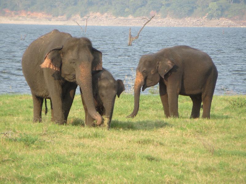 Not so happy daze in Sri Lanka