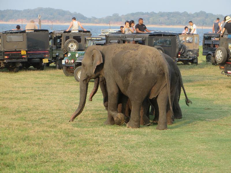 Not so happy daze in Sri Lanka