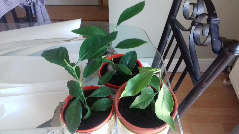 plant not healthy
